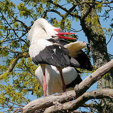 Cigogne blanche