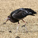 Cigogne d'Abdim