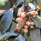 Coliou rayé