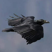 Corbeau à queue courte