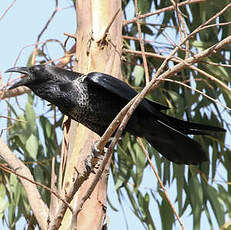 Corbeau d'Édith