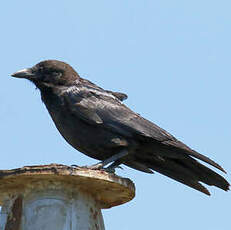 Corbeau de Tasmanie