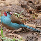 Cordonbleu à joues rouges