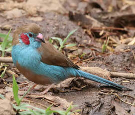 Cordonbleu à joues rouges