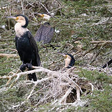 Cormoran à poitrine blanche