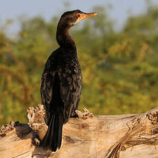 Cormoran africain