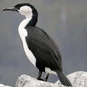 Cormoran de Tasmanie