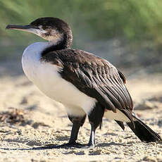 Cormoran de Tasmanie