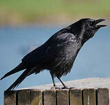 Corneille noire