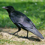 Corneille noire