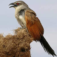 Coucal à sourcils blancs