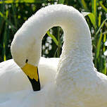 Cygne chanteur