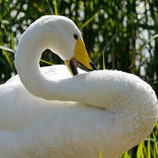 Cygne chanteur