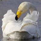 Cygne chanteur