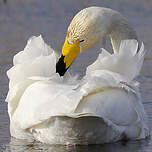 Cygne chanteur