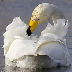 Cygne chanteur