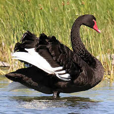 Cygne noir