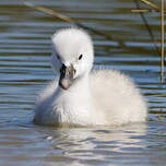 Cygne tuberculé