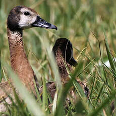 Dendrocygne veuf