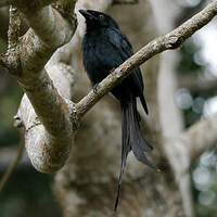Drongo de Mayotte