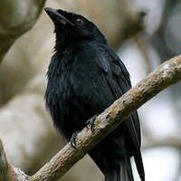 Drongo de Mayotte