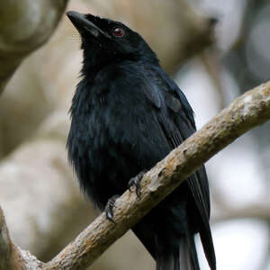 Drongo de Mayotte