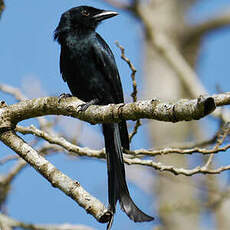 Drongo de Mayotte