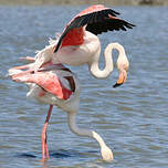 Flamant rose