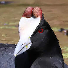 Foulque caronculée