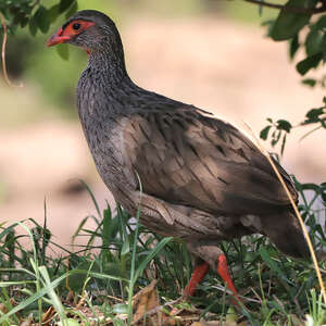 Francolin à gorge rouge