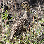 Francolin coqui