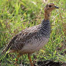 Francolin coqui