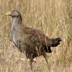 Gallinule de Tasmanie