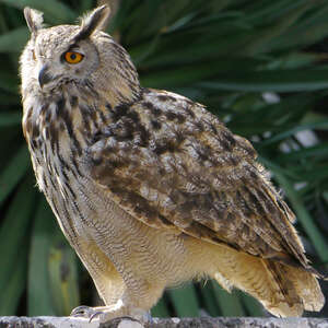 Hibou Grand Duc du Luberon – Oiseaux de la région du Luberon