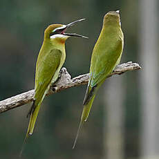 Guêpier de Madagascar