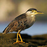 Héron des mangroves
