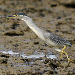 Héron des mangroves