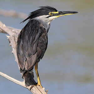 Héron des mangroves