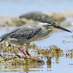 Héron des mangroves