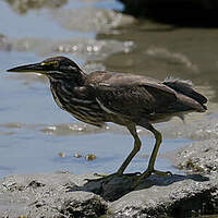 Héron des mangroves