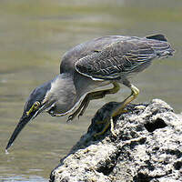 Héron des mangroves