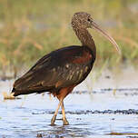 Ibis falcinelle