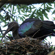 Ibis hagedash