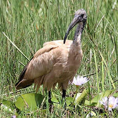 Ibis sacré