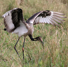 Jabiru d'Afrique