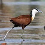 Jacana à poitrine dorée