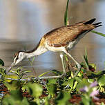 Jacana à poitrine dorée