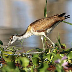 Jacana à poitrine dorée