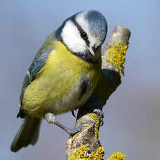 Mésange bleue