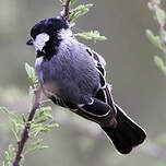 Mésange somalienne